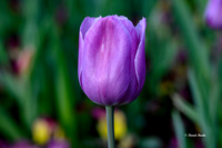 Dallas Arboretum 2021