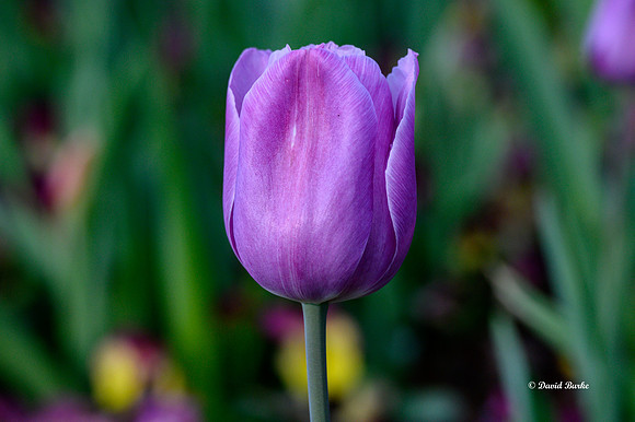 Dallas Arboretum 3-19-21-3