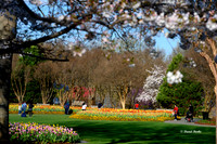 Dallas Arboretum 3-19-21-6