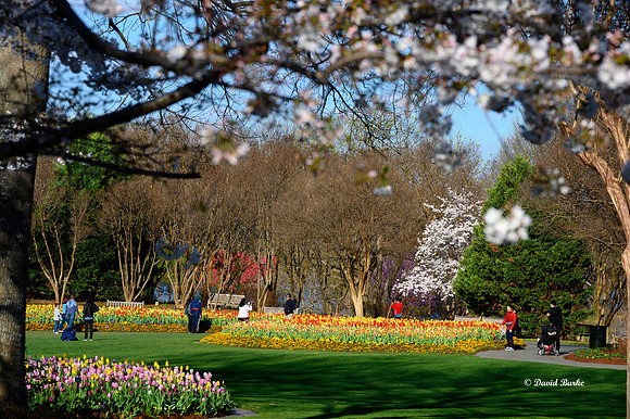 Dallas Arboretum 3-19-21-6