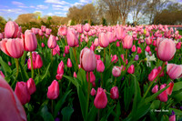 Dallas Arboretum 3-19-21-11