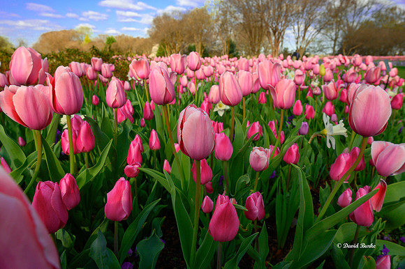 Dallas Arboretum 3-19-21-11