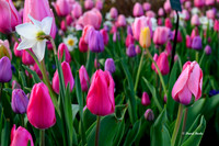 Dallas Arboretum 3-19-21-14-Edit