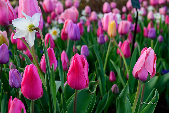 Dallas Arboretum 3-19-21-14-Edit
