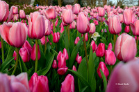 Dallas Arboretum 3-19-21-13