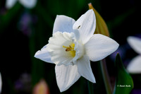Dallas Arboretum 3-19-21-4