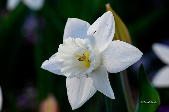 Dallas Arboretum 3-19-21-4