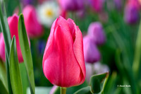 Dallas Arboretum 3-19-21-15-Edit