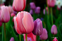 Dallas Arboretum 3-19-21-17-Edit