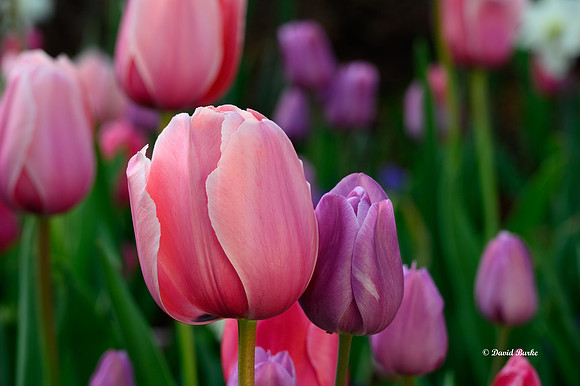 Dallas Arboretum 3-19-21-17-Edit