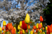 Dallas Arboretum 3-19-21-25