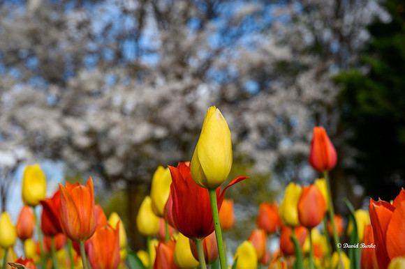 Dallas Arboretum 3-19-21-25