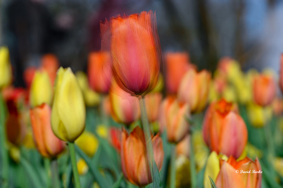 Dallas Arboretum 3-19-21-29