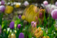 Dallas Arboretum 3-19-21-34