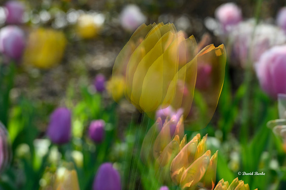 Dallas Arboretum 3-19-21-34