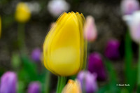 Dallas Arboretum 3-19-21-33