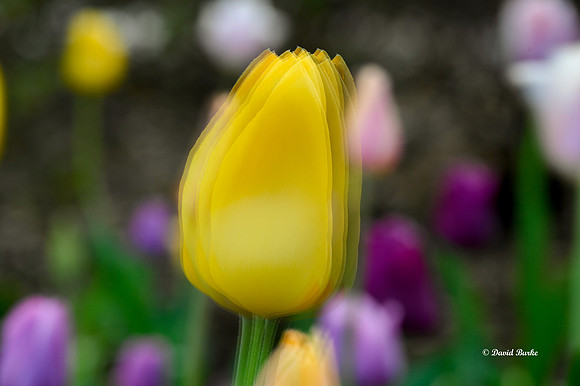 Dallas Arboretum 3-19-21-33