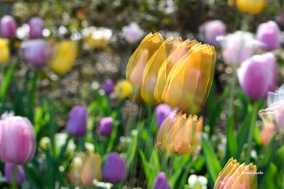 Dallas Arboretum 3-19-21-38