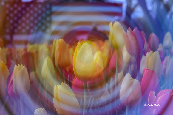 Dallas Arboretum 3-19-21-52-Edit