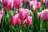 Dallas Arboretum 3-19-21-44