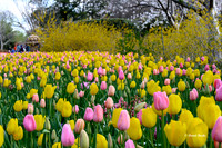 Dallas Arboretum 3-19-21-58