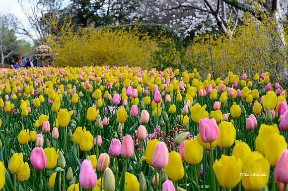 Dallas Arboretum 3-19-21-58
