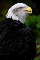Birds of Prey