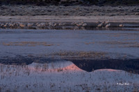 Bosque del Apache 2019-34