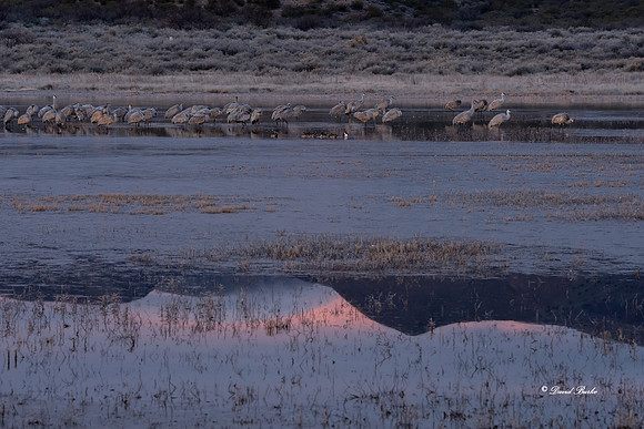 Bosque del Apache 2019-34