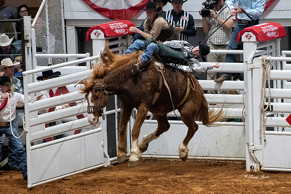 Stock Show 2019-28