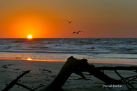 Galveston