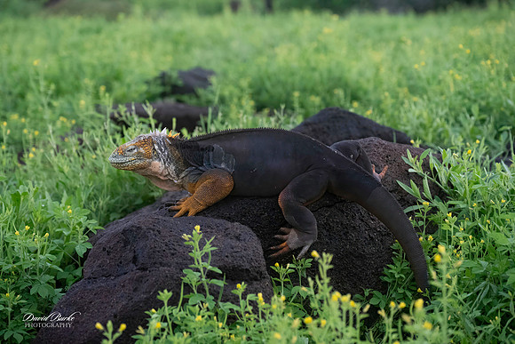 Galapagos Islands 2025-20-Edit