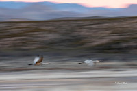 Bosque del Apache 2019-38b
