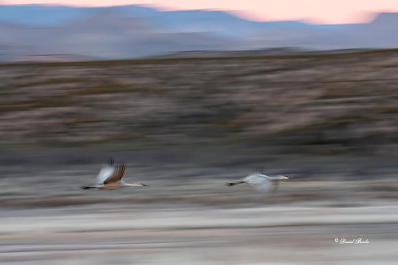 Bosque del Apache 2019-38b