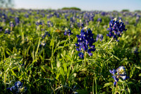 Bluebonnets - Ennis 2014-44