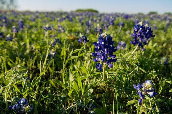 Bluebonnets - Ennis 2014-44