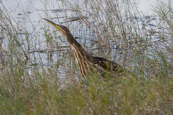 Titusville 2018-21
