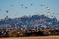 Bosque del Apache 2019-10