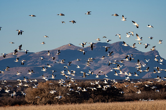 Bosque del Apache 2019-10