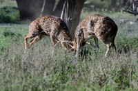 Fossil Rim-63