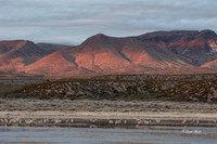 Bosque del Apache 2019-41