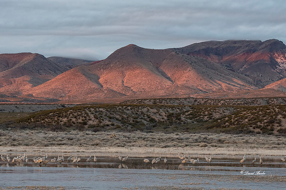 Bosque del Apache 2019-41