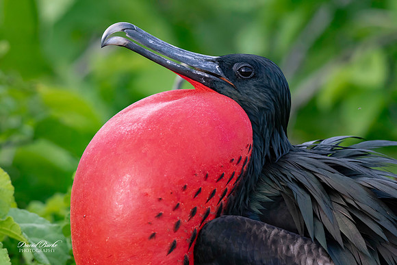 Galapagos Islands 2025-112-Edit