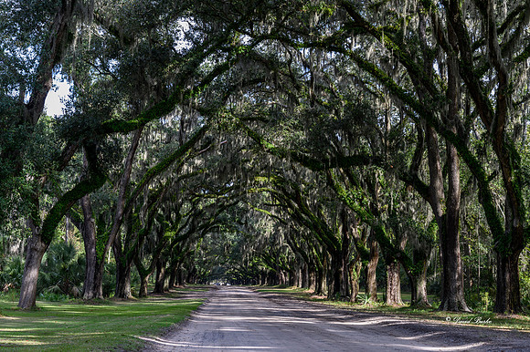Savannah 2019-18