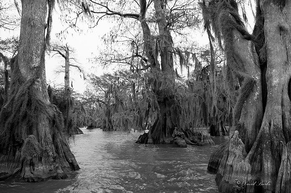 Swamp -44