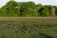 Bluebonnets - Ennis 2014-24