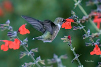 Bob Jones 9-14-20-1
