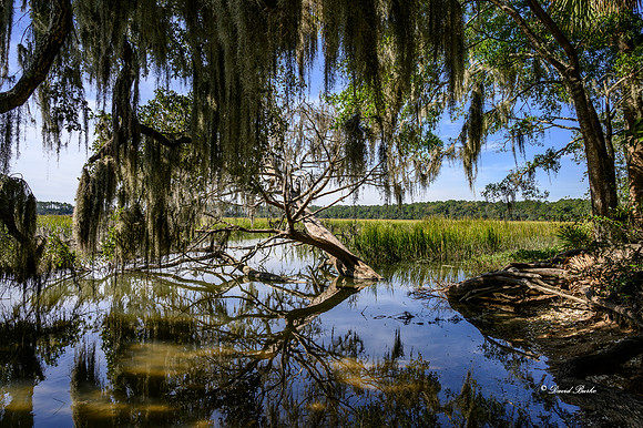 Savannah 2019-28