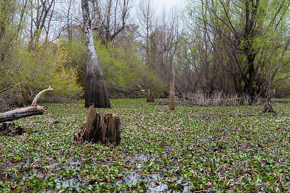 Swamp -10