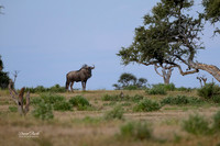 Africa, 2026-30